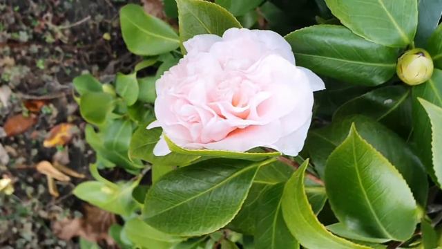 январские розы зимы Азалии... смотреть онлайн