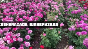ПОЛЯ РОЗ в ЦВЕТУ, II часть?питомник maryroses.ru?