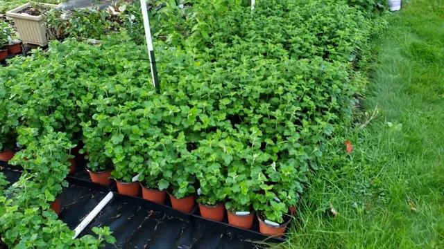 backyard nursery tour смотреть онлайн