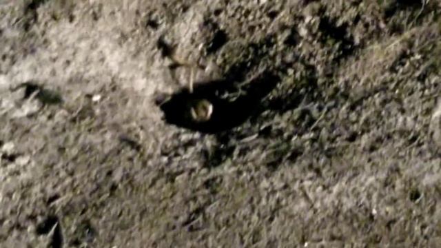 Лягушка ? и тушканчик смотреть онлайн