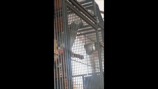 ЖАКО ГОВОРЯЩИЙ ПОПУГАЙ ПОЛЛИ РУГАЕТСЯ //SPRECHENDER PAPAGEI смотреть онлайн