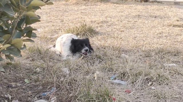 A stray dog next to the trash can, eyes full of stories, looking at me pitifully смотреть онлайн