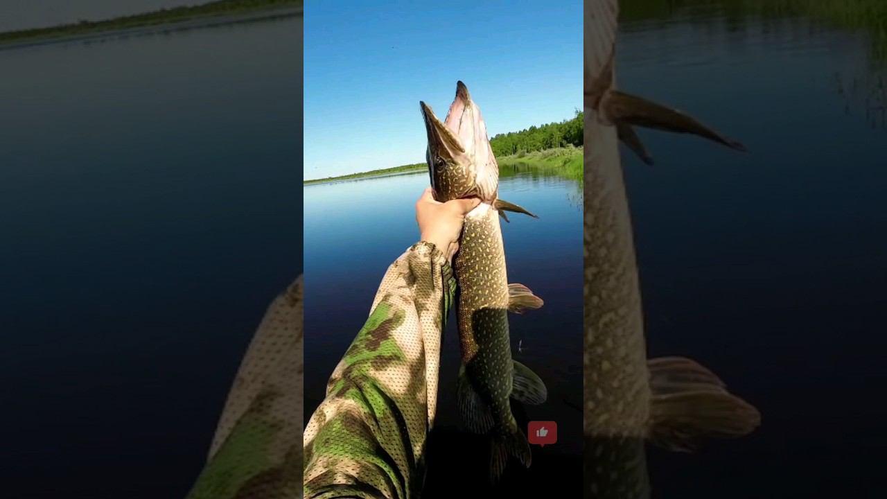 Щука жрет эту приманку #рыбалка #щука #спининг #fishing #pike #pikefishing #perch смотреть онлайн