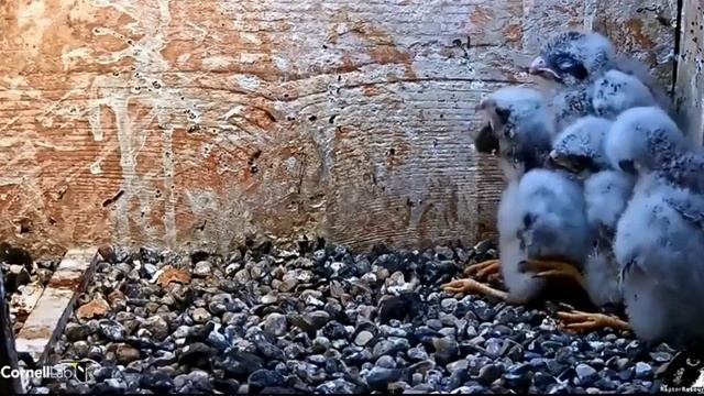 Cornell American Kestrel Cam ~ Junior Swallows A Rodent, One Two Three Gulp~ 6.30.18 смотреть онлайн