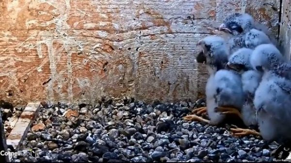 Cornell American Kestrel Cam ~ Junior Swallows A Rodent, One Two Three Gulp~ 6.30.18