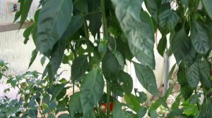 Критский Перец 4-ая часть. Не финальная!.mp4