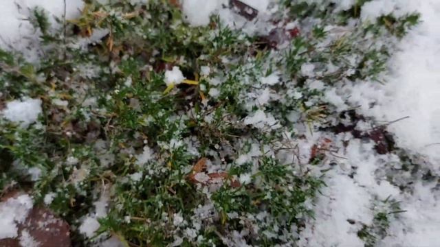 winterhard creeping phlox winter snow evergreen Phlox Subulata moss phlox смотреть онлайн