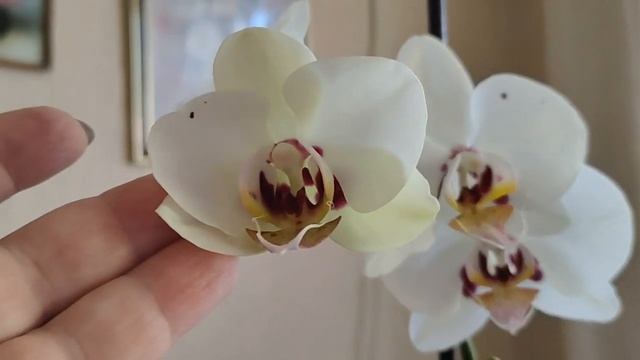 Разочарование сезона 2021 смотреть онлайн