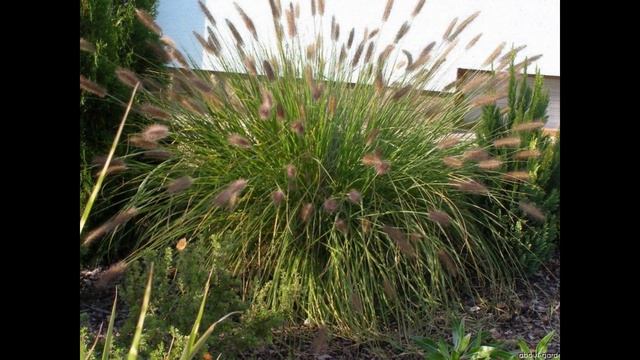 ПЕННИСЕТУМ  (PENNISETUM)  сем. Злаки