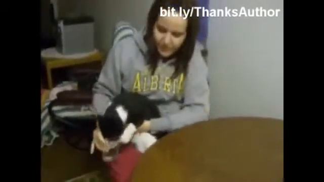 Кошки играют с водой смотреть онлайн