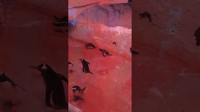Пингвиновая вечеринка в океанариуме Бангкока Sea life Bangkok ocean world смотреть онлайн