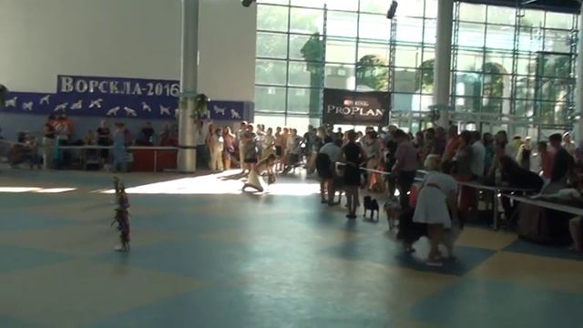 CACIB Полтава. 02.07.16г. ЮХ старшая группа смотреть онлайн