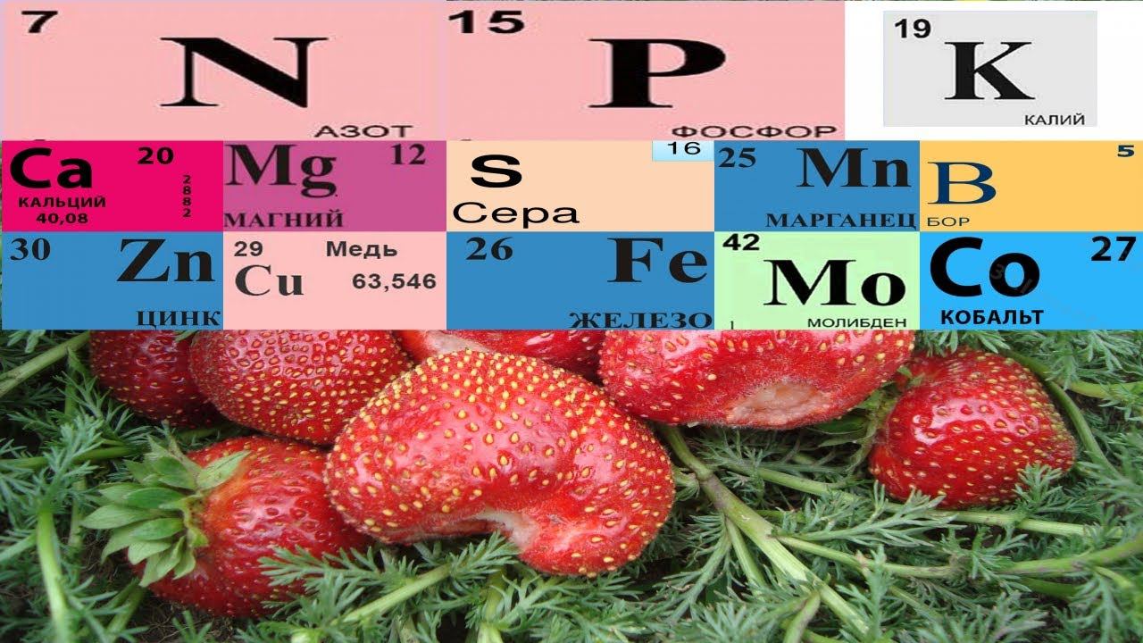 ЧЕТЫРЕ РАСПРОСТРАНЕННЫЕ ОШИБКИ ПРИ КОРМЛЕНИИ ЗЕМЛЯНИКИ смотреть онлайн