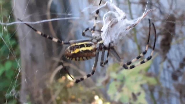 Паук-оса. Wasp Spider. Argiope bruennichi. Part 1. смотреть онлайн