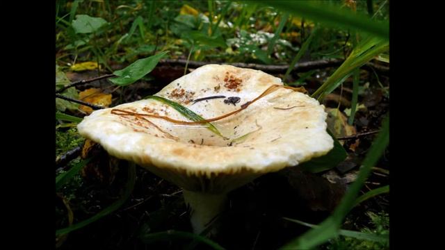 ГРИБ ГРУЗДЬ СЪЕДОБНЫЕ ГРИБЫ смотреть онлайн