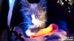 Хэллоуин🎃! Питомцы вызывают духов😱🐶🐱!Эйвана похили😵🐶?!(фан Ани Меджик)