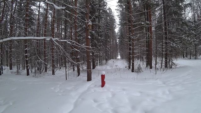 В ЛЕС 1 марта 2023 смотреть онлайн