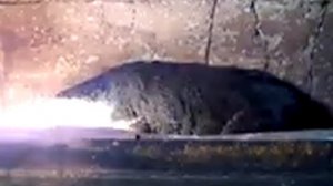 Индивидуальная кремация собаки. Как происходит кремация животных.