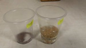 Как вырастить шелковицу с нуля. Часть #1 - замачивание семян шелковицы