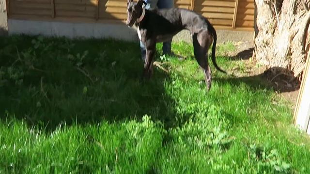 ADOPTING OUR GREYHOUND (& why they make great pets!) | Storytime & Vlog смотреть онлайн
