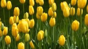 Идел Ильнур Мусин