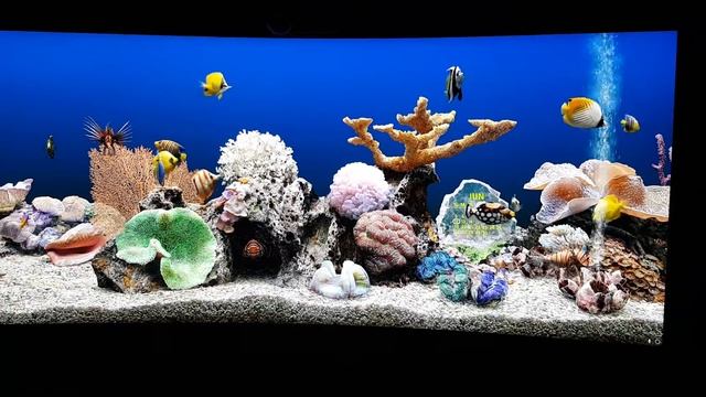 SereneScreen Marine Aquarium / LG 34UC88-B 3440x1440 Monito смотреть онлайн