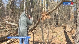 Валежник будут собирать по новым правилам