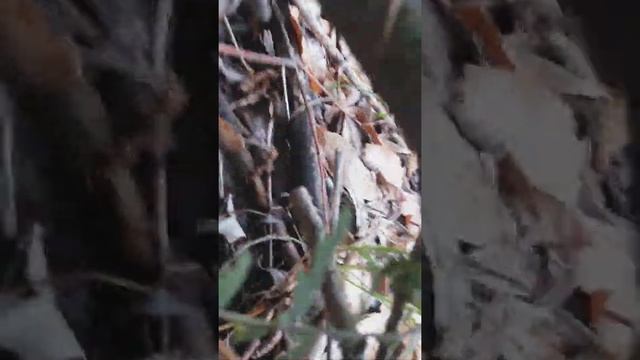 Как собирать тополевки? смотреть онлайн