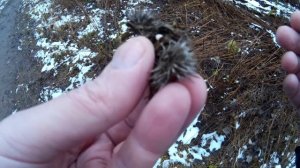 Как заготовить и хранить личинку репейной моли.