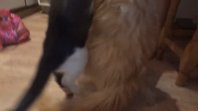 сравнение котенка мнйн куна с без породным котенком Вес,Динна.... смотреть онлайн