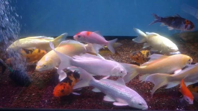 Карпы кои они же цветные карпы смотреть онлайн