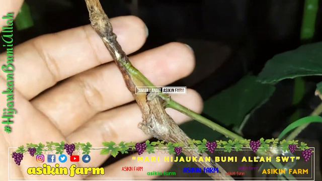 BUKA PLASTIK GRAFTING TAPE SAMBUNG SUSU ANGGUR JUPITER || TEKNIK BOOSTER NUTRISI ANGGUR IMPORT смотреть онлайн
