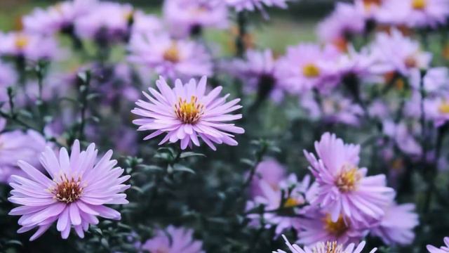 Музыка для души🎶Самая красивая музыка, которую можно слушать нон-стоп Сергей Грищук💖 смотреть онлайн