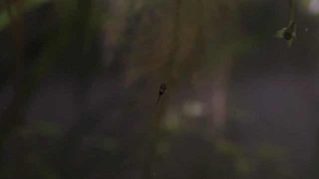 Breeding Otocinclus Catfish | Oto Cats Lifespan From Egg to Fry to Juvenile | Dwarf Suckerfish Otto смотреть онлайн