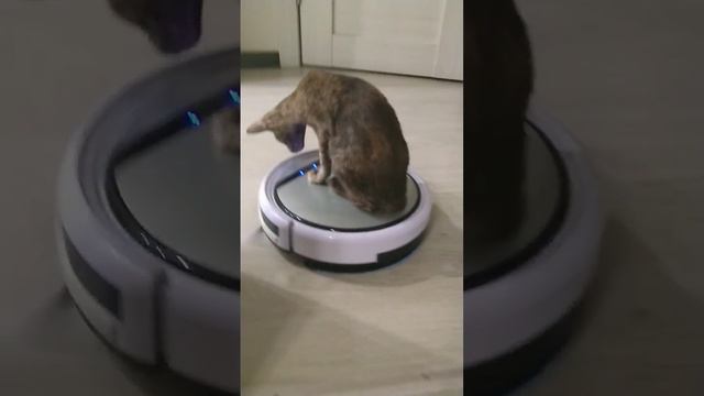 кот и робот смотреть онлайн