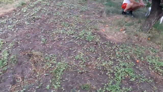 Картошка удача с одной грядки смотреть онлайн