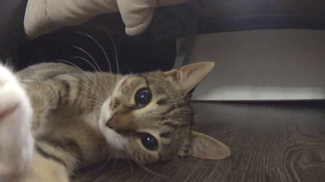 ВЛОГ МОСКВА | VLOG MOSKOW