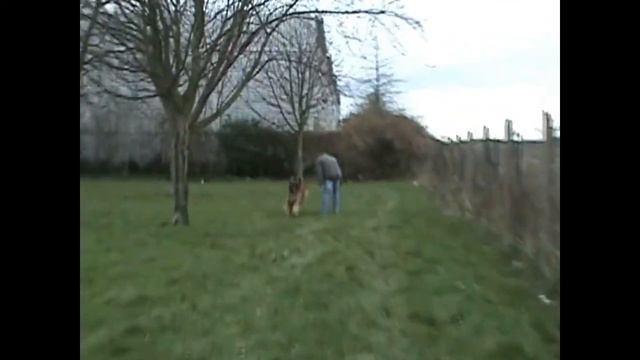 Leo the Leonberger смотреть онлайн