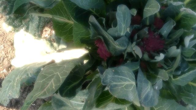 САМАЯ УРОЖАЙНАЯ КАПУСТА 2022 ОБЗОР. ЧАСТЬ 2. смотреть онлайн