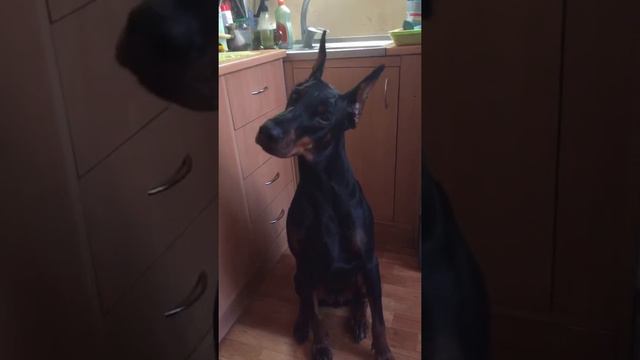 Доберман после купания смотреть онлайн