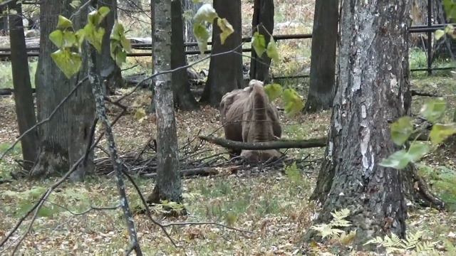 Приокско-Террасный заповедник смотреть онлайн