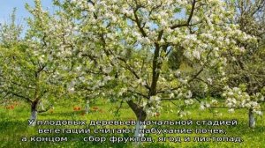 Что такое вегетация плодовых деревьев