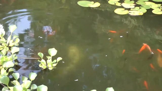 Сакартвело. часть 6. Батумский ботанический сад смотреть онлайн