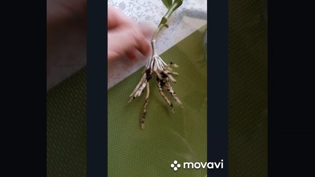 КАК ОТДЕЛИТЬ И ПЕРЕСАДИТЬ ДЕТКУ ОРХИДЕИ. #дендробиумнобиле#деткиорхидей#уходзаорхидеями#цветы смотреть онлайн