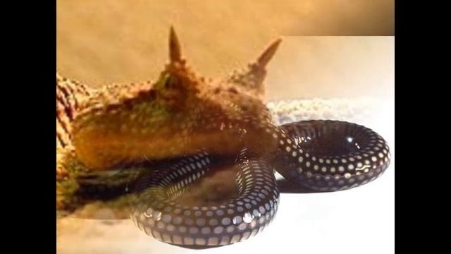 The most dangerous kinds of of snakes in the world смотреть онлайн