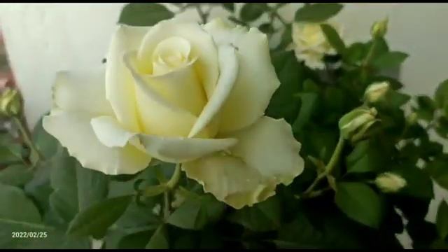 Your Flower Garden Tineke Rose// Adenium Obesum