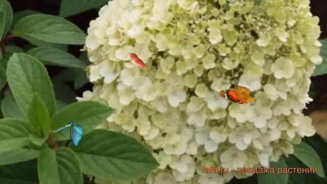 Гортензия метельчатая Бобо (hydrangea paniculata bobo) ? обзор: как сажать, саженцы гортензии Бобо смотреть онлайн