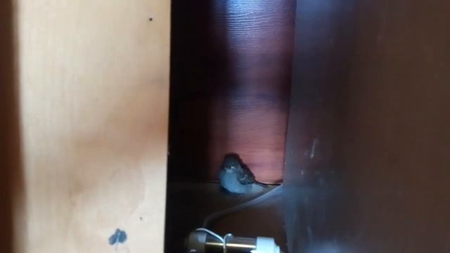 Кого не ожидали увидеть дома... Воробушек смотреть онлайн