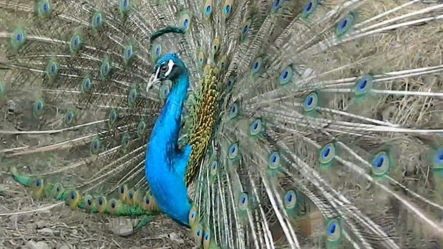 Плюсы и минусы содержания павлинов