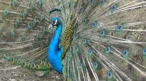 Плюсы и минусы содержания павлинов